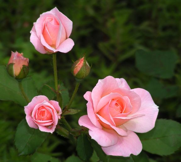 Pinocchio g photo pin2014_07020003_zpsfd2c40cc.jpg